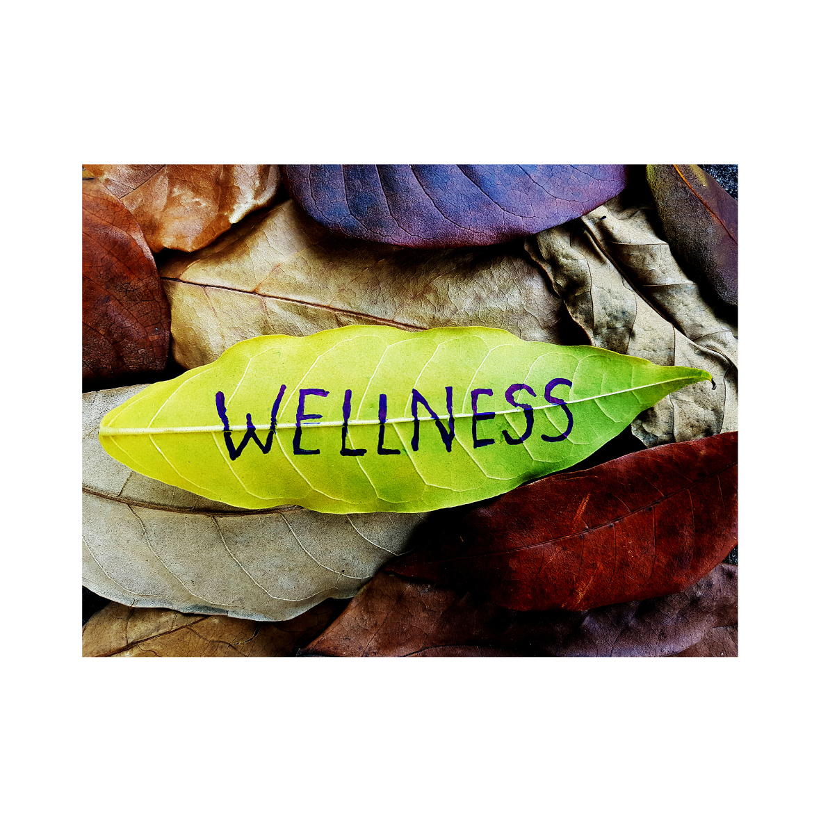 August is National Wellness Month!