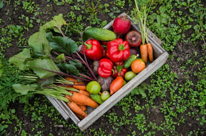Easiest Vegetables to Grow