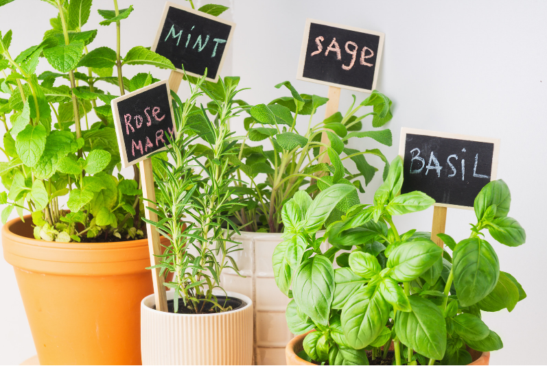 How to Start an Indoor Herb Garden